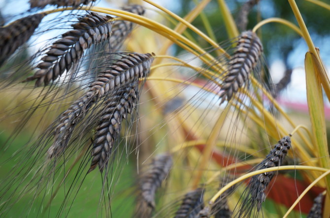 Pšenice dvouzrnka – Katarka